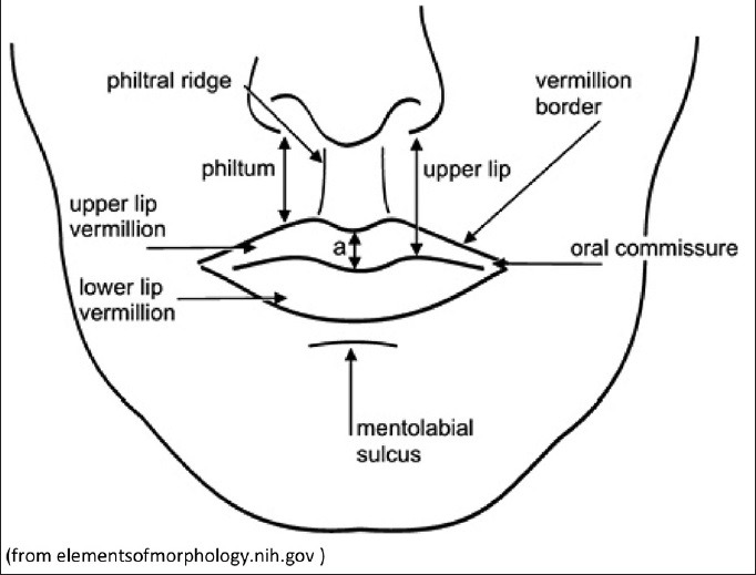 What Needle Size to Use for Lip Fillers